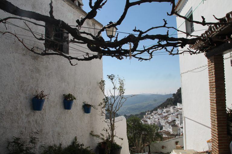 Casares – branches, Feb.2018 (Casares) (Andalucia)
