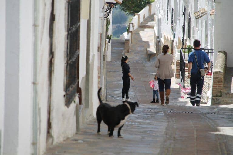 Casares – dog, Feb.2018 (Casares) (Andalucia)