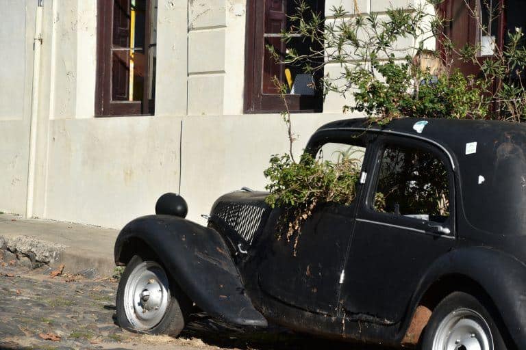 Colonia del Sacramento – plants, Mar.2018 (Colonia del Sacramento)