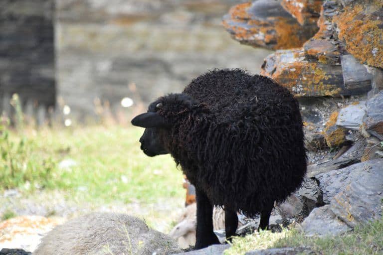 Ushguli (55) (Svanetia)