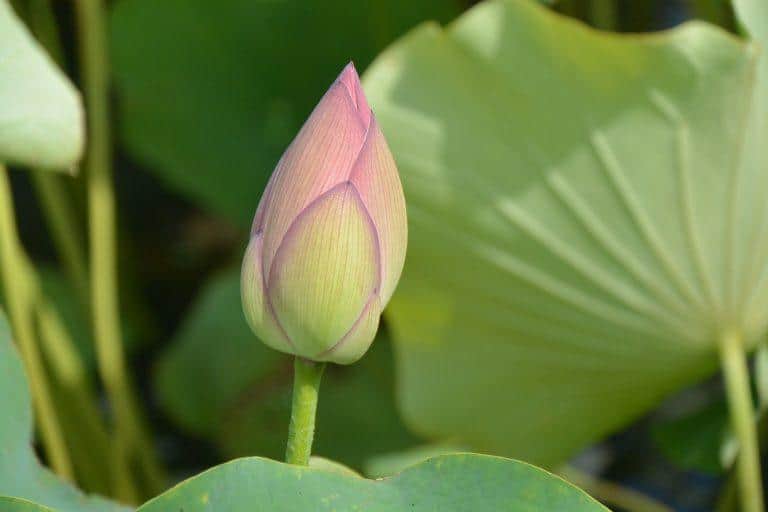 Akita (12) (Akita)