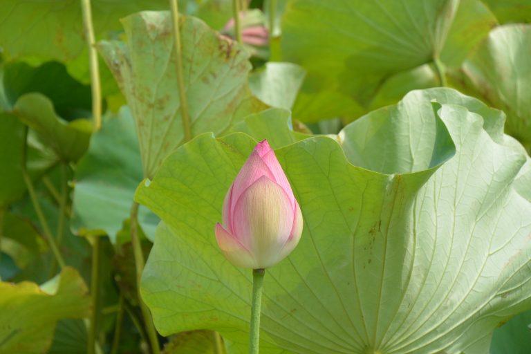 Akita (15) (Akita)