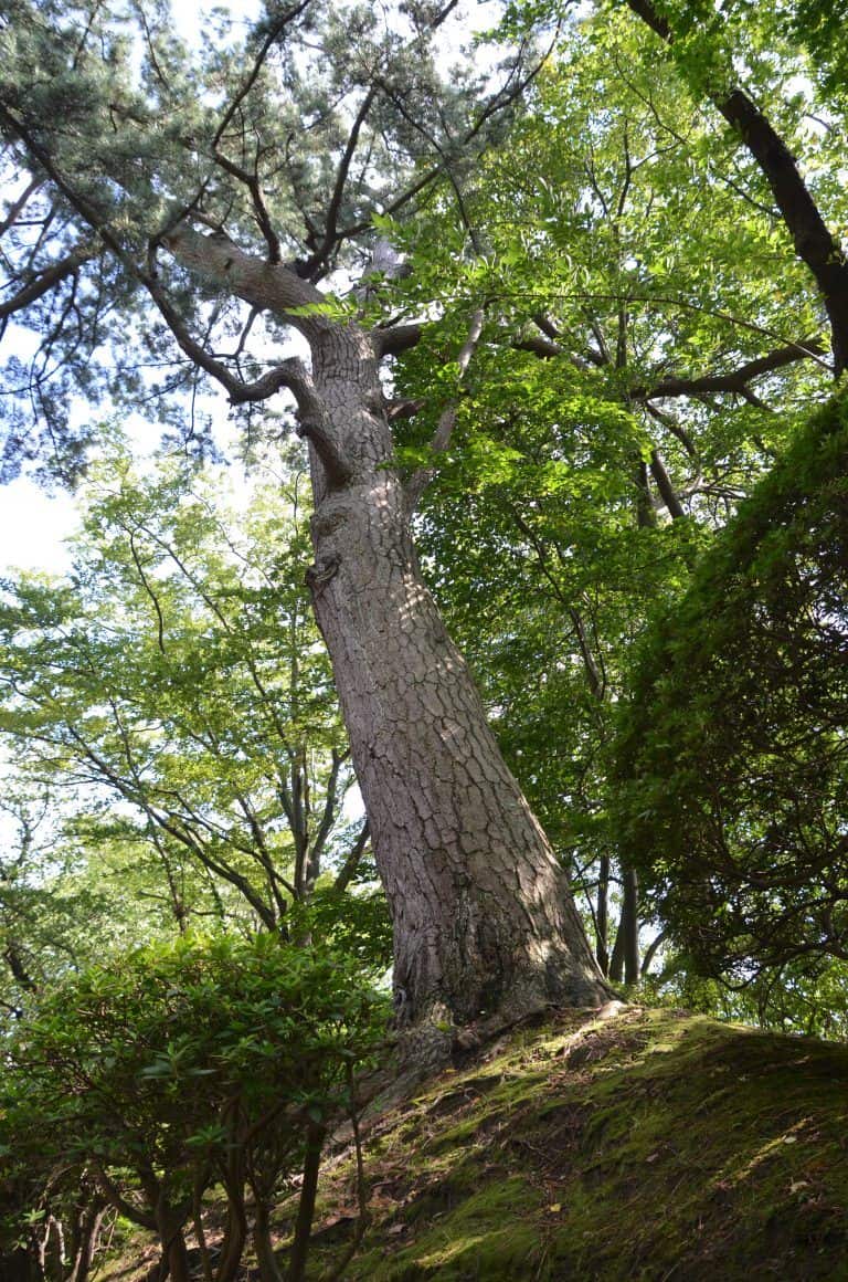 Akita (21) (Akita)