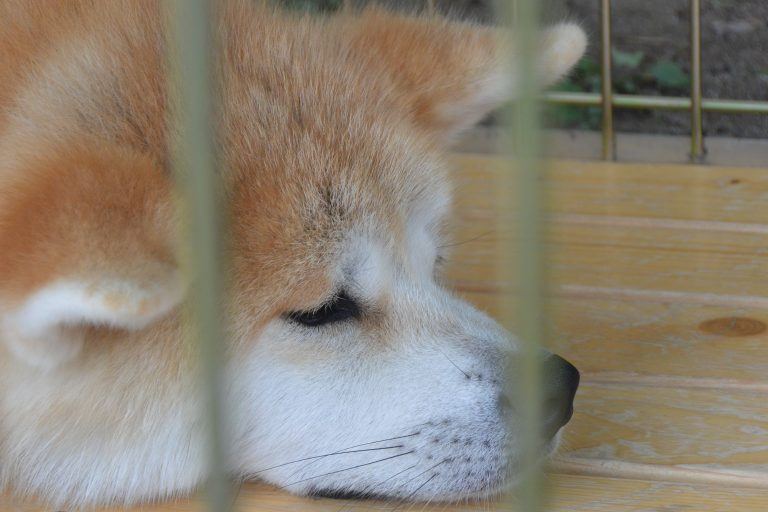 Akita (22) (Akita)