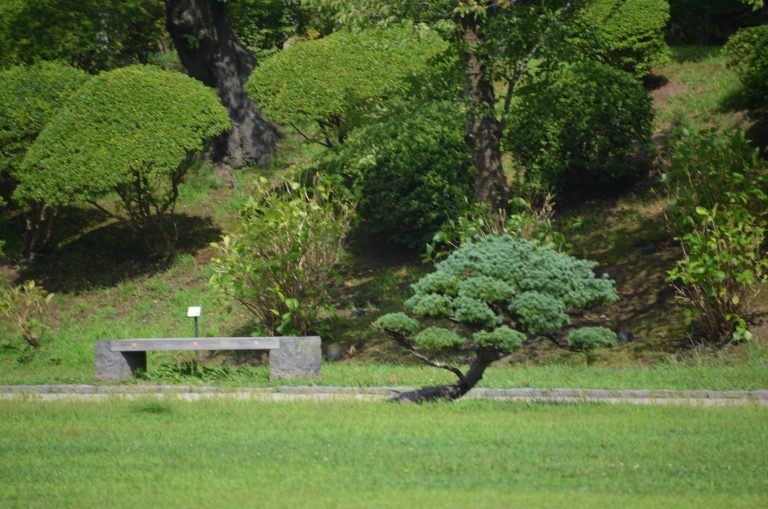 Akita (24) (Akita)