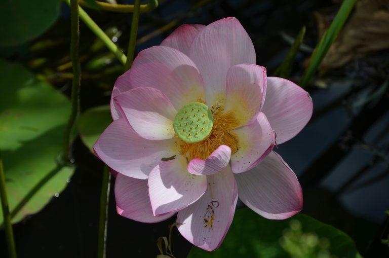 Akita (8) (Akita)