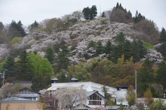 日本　雨の日の秋田県の角館町、古城山に咲く桜
