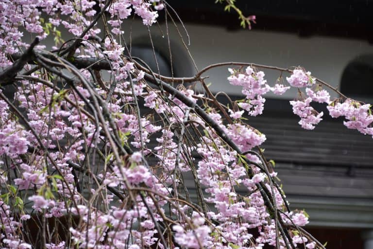 Kakunodate (26) (Akita)