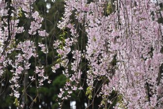 Japan-Akita-Kakunodate-Samurai district-weeping cherry trees-blossoms