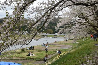 Japan-Akita-Kakunodate-Hinokinai River-cherry trees-people-bank