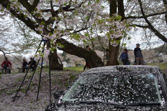 日本　秋田県　角館　桜　車　花びら