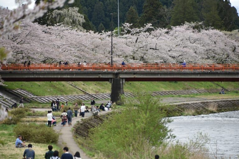 Il Festival della fioritura dei ciliegi di Kakunodate