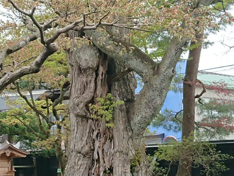 Kakunodate (99) (Akita)