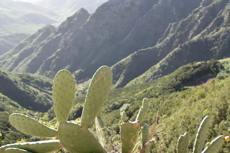 Anaga (10) (Tenerife)