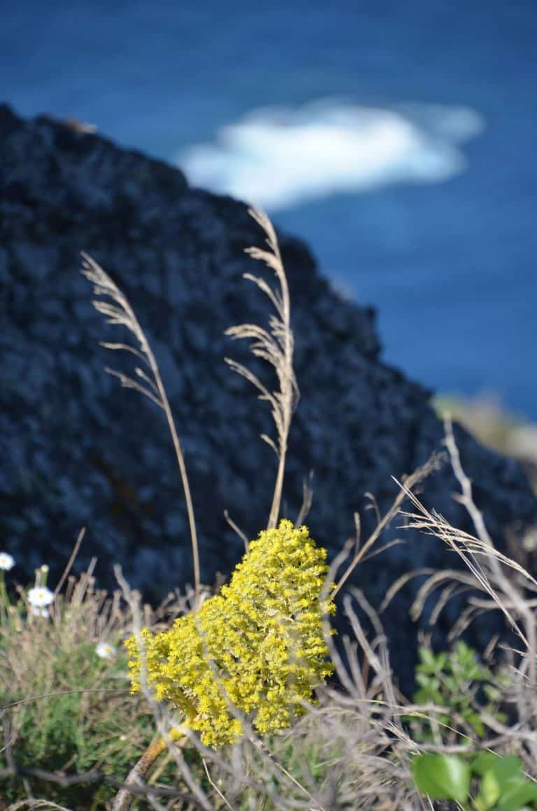 Garachico (11) (Tenerife)