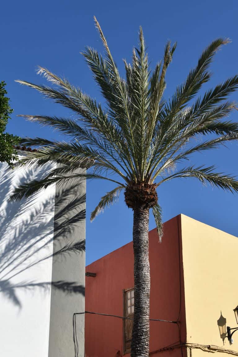 Garachico (17) (Tenerife)