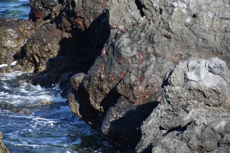 Garachico (30) (テネリフェ島)