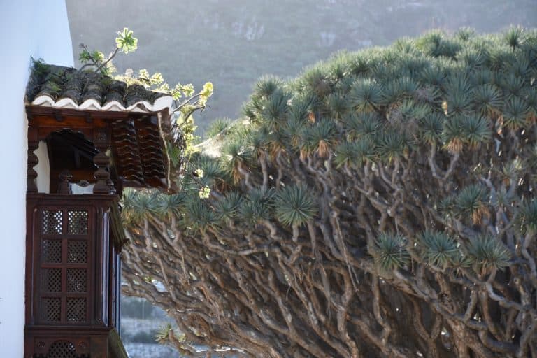 Icod de los Vinos (2) (Tenerife)