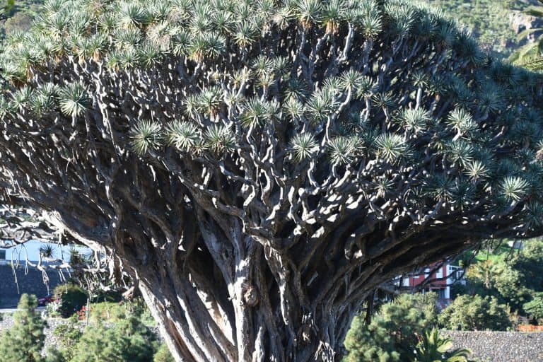Icod de los Vinos (21) (Tenerife)