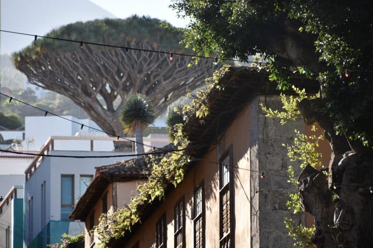 Icod de los Vinos (24) (Tenerife)