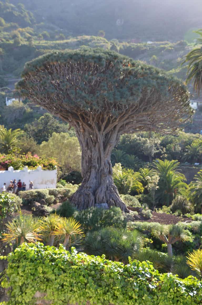 Icod de los Vinos (5) (Tenerife)