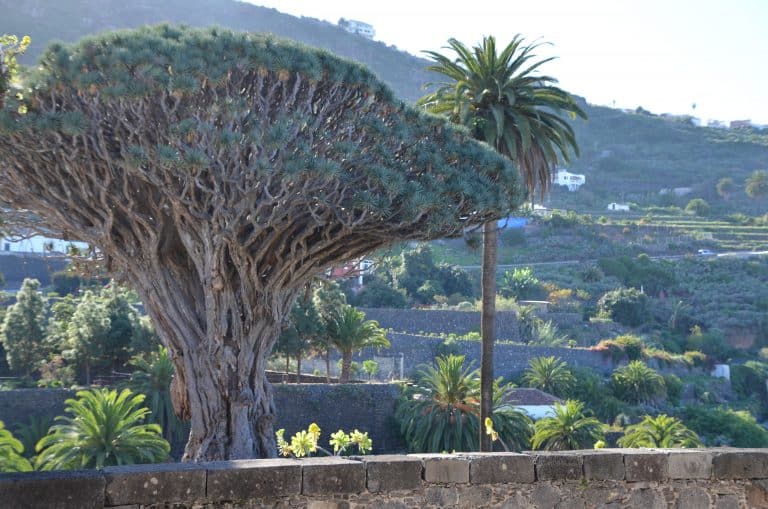 Icod de los Vinos (7) (Tenerife)