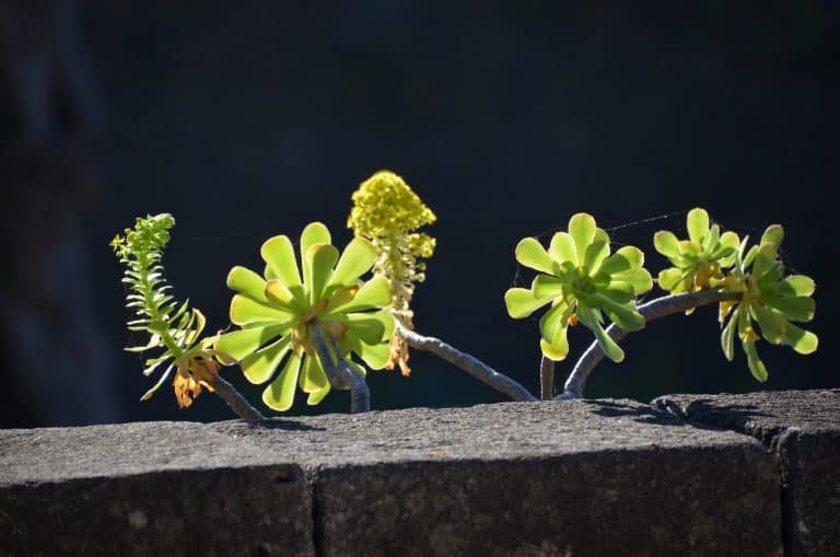 Icod de los Vinos (8) (Tenerife)