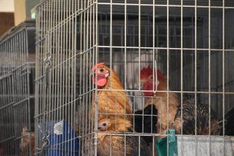 galline-la-laguna-tenerife-canarie