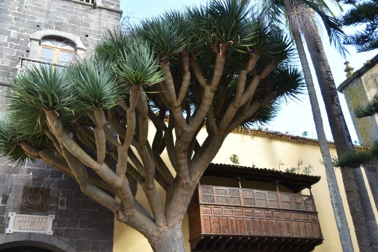 La Laguna (117) (Tenerife)