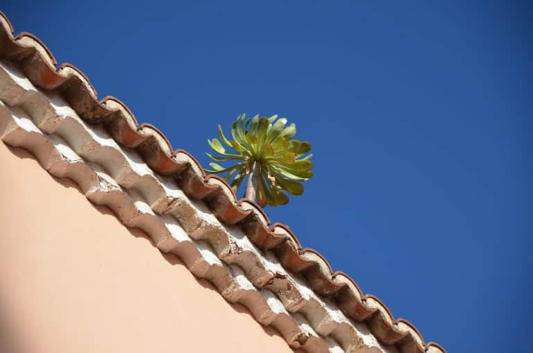 La Laguna (170) (Tenerife)