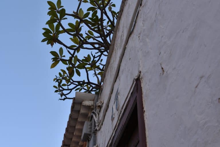La Laguna (20) (Tenerife)