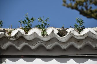 ラ・ラグーナの屋根の瓦から植物