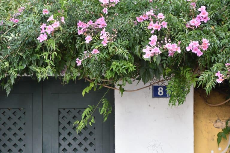 La Laguna (40) (テネリフェ島)