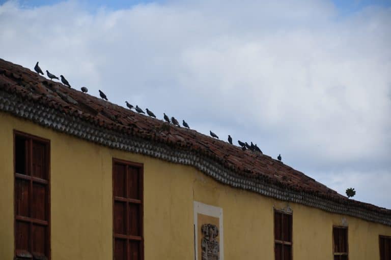 La Orotava (11) (テネリフェ島)