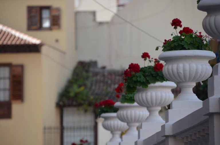 La Orotava (55) (Tenerife)