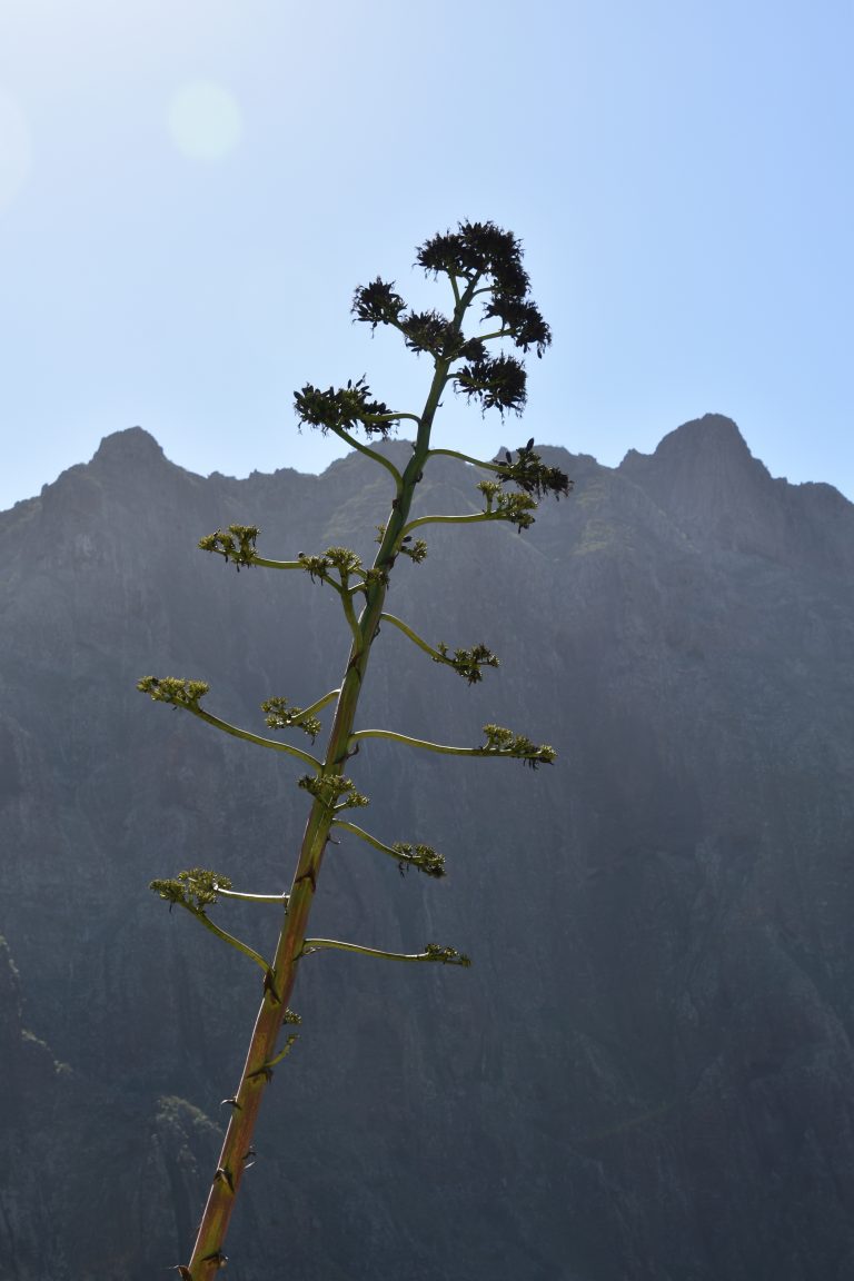 Masca (10) (Tenerife)