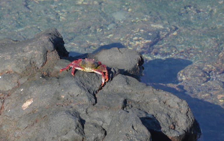 Puerto de la Cruz (21) (テネリフェ島)