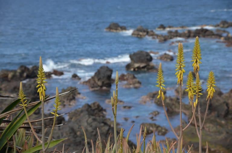 Puerto de la Cruz (48) (Tenerife)
