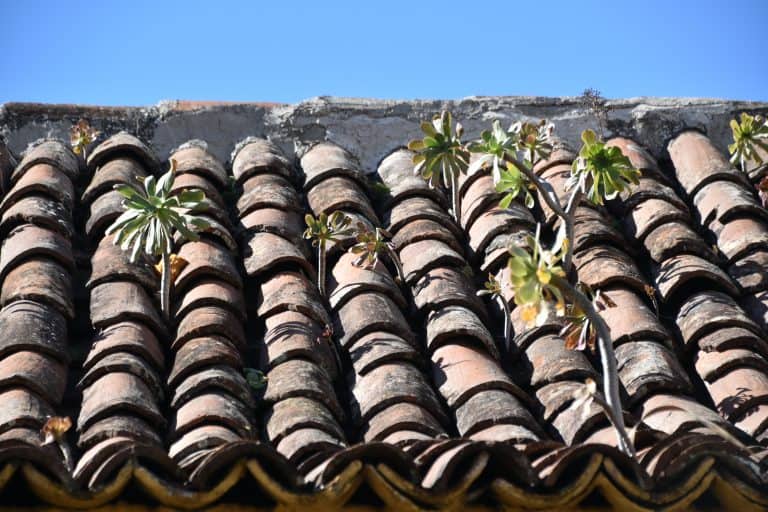 Tacoronte (17) (Tenerife)