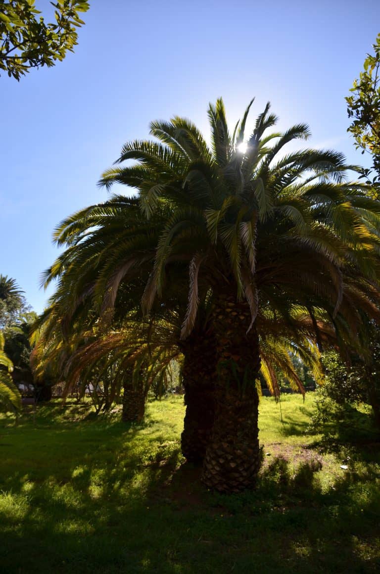 Tacoronte (26) (Tenerife)