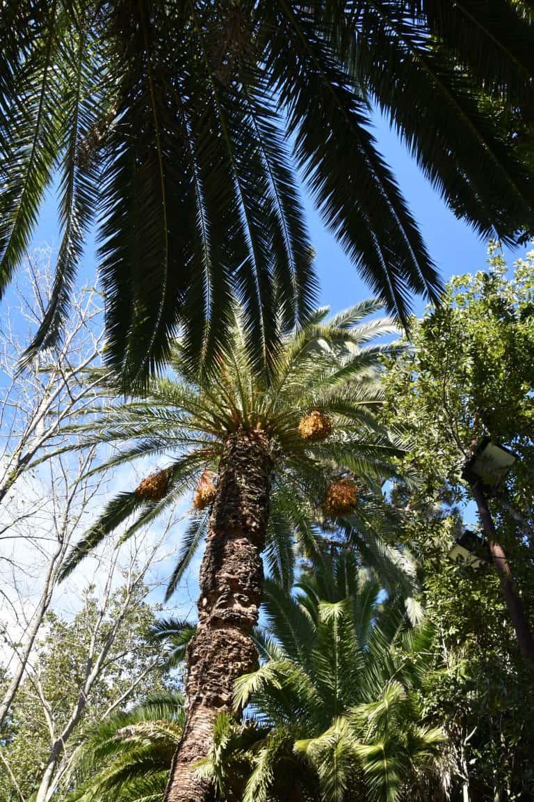 Tacoronte (27) (Tenerife)