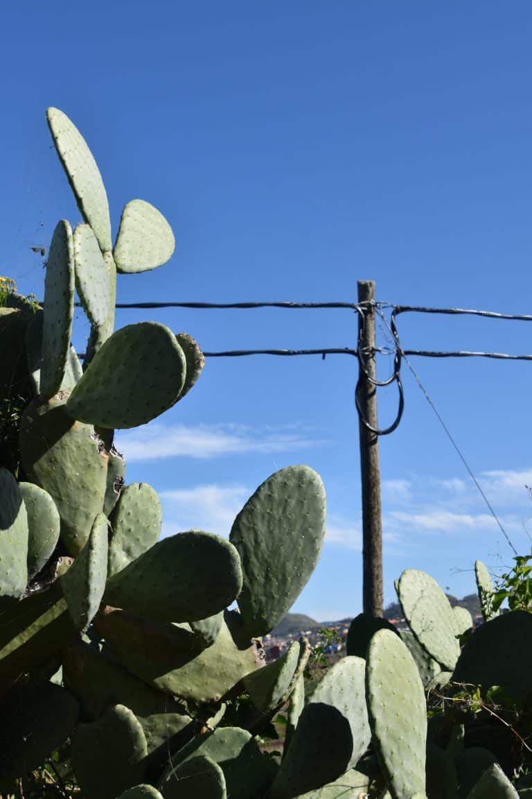 Tacoronte (5) (Tenerife)