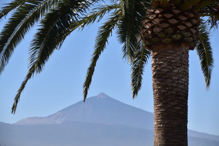 Tacoronte (9) (Tenerife)