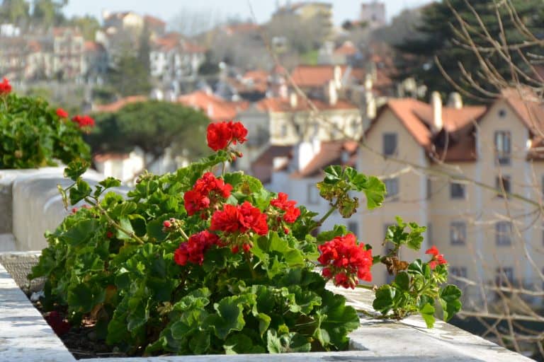 Sintra (26) (Sintra and vicinity)