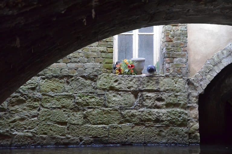 Canterbury2019 (119) (Canterbury)