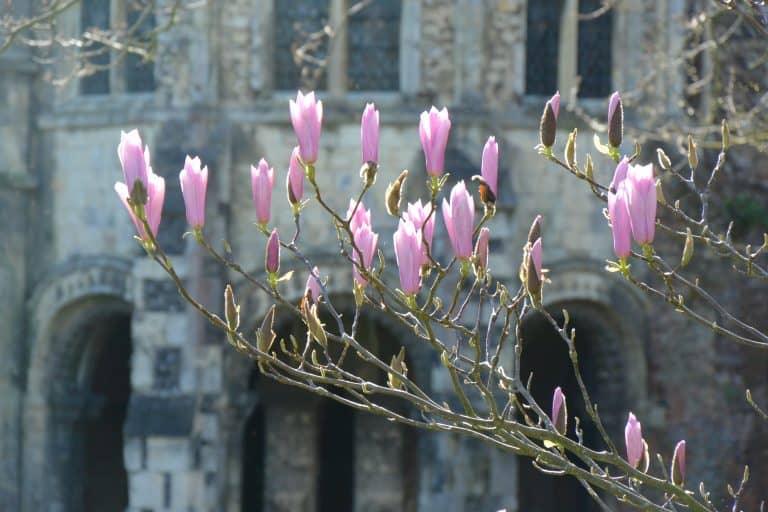 Canterbury2019 (40) (Canterbury)