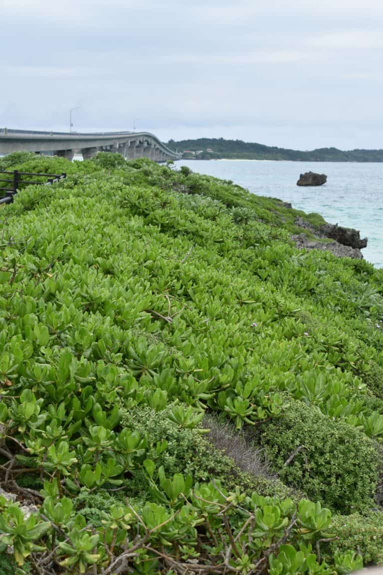 Miyakojima (105) (宮古島)