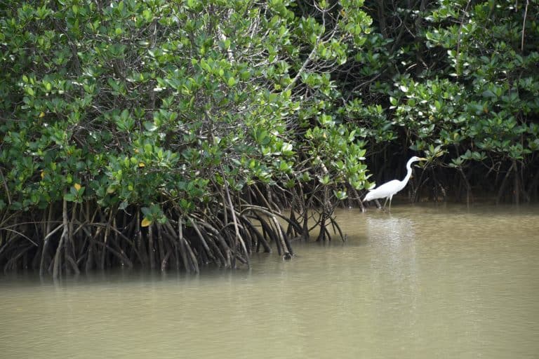 A proposito di Paantu, il Festival di Miyako-jima e altro..