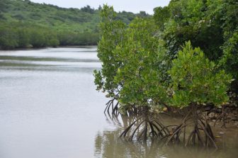 Japan-Miyakojima-Shimajiri-mangrove-view