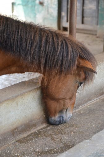 Japan-Miyakojima-Miyako Horses-head